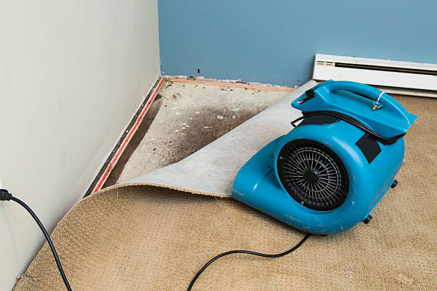 Best Basement water damage restoration  in Cahokia, IL